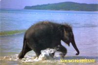 Thailandia - Phuket - Bang Tao Beach - Young Elephant